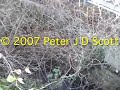 River Poddle in Dublin\ River Poddle in Dublin\