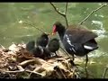 Moor hens in St. Stephen's Green Dublin