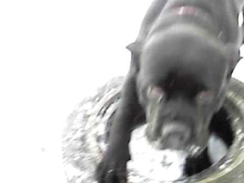 cane corso