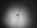 peter and ryer ghost hunt #2