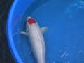 25\" Tancho - Female 25\" Tancho - Female