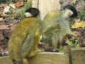 Monkeys at London Zoo