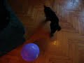 Doberman puppie barking on baloon