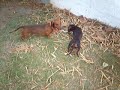 Meus cachorros salvando o dia xD Versão Português