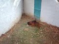 Meus cachorros salvando o dia xD Vers�o Portugu�s