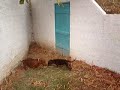 Meus cachorros salvando o dia xD Versão Português