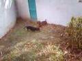 Meus cachorros salvando o dia xD Versão Português