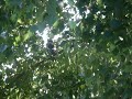 woodpecker