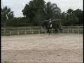 CRYSTAL COLONY THOROUGHBRED DRESSAGE GELDING