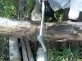 Sawvivor wood cutting by Nutnfancy