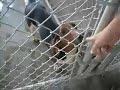 Shelter pull Kingstree SC 8/07 Shelter pull Kingstree SC 8/07