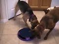 3 dogs playing with a \"Motor Mouse\"