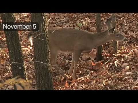 how to locate big bucks