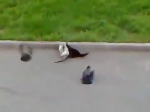 Dois gatos brigando e os pássaros atiçando. Two cats fighting and birds poking.