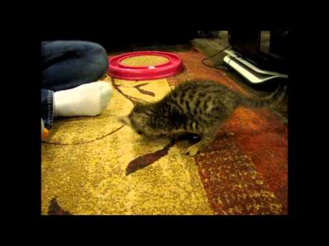 Mercury the two legged kitten playing with a ball 7 weeks old