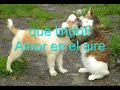 animal-planet-gracioso.html