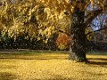 Ginkgo 11/3/06