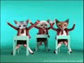 Dancing Cats Dancing Cats