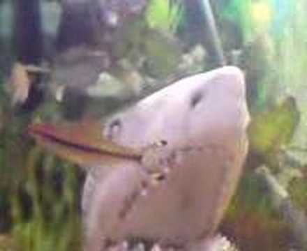 Manjit Singh's Fish aquarium fresh water fish