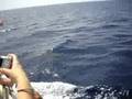 Red Sea, Sharm El Sheikh, Egypt #2