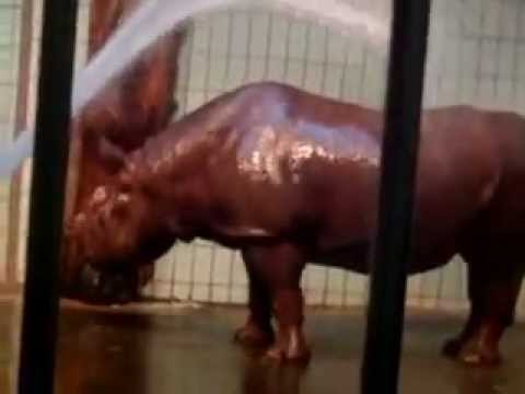 nashorn