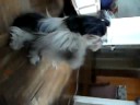 Musu shih-tzu Musu shih-tzu