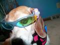 The Adventures of Spy Dog Cass and The Max!