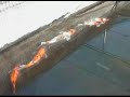 Koi Spawning