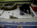 Ace when we first got him.