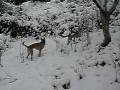 videos de Malinois en la nieve