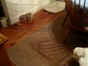 8/29/2008 Bella's First Visit with Jack, Charlie & Oliver !