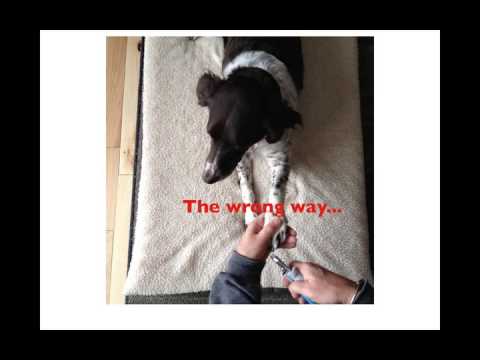 how to stop a dog nail bleed