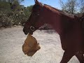 Petey Playing