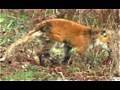 Strange Dogs prt. Lion prt. Fox, Coyote, Dhole, Guard, Kangal, St. Bernard Wild Dog Dog Chase