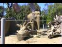 Enrichment at the San Diego Zoo