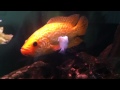 Xanthic Parachromis Managuensis pt 5