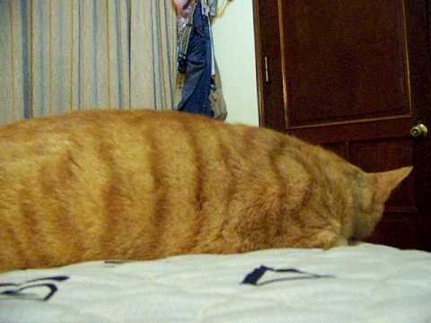 how to treat feline asthma