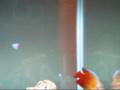 My Aquarium 11 Sep 08