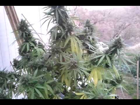 how to harvest tangerines