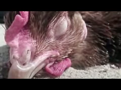 Animal hypnosis and trances 0 Animal hypnosis and trances
