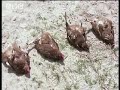 Animal hypnosis and trances - BBC Animal hypnosis and trances - BBC