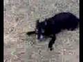 Dogbook Movie: Craziness after a bath Part II