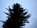 le cri des oiseaux