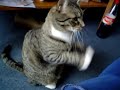 my cat praying