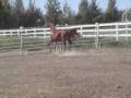 Maggie Arabian Mare