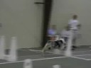 Tampa Bay Barkaneers Salty Dogs Flyball Team