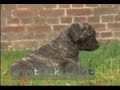Bull Mastiff & pups