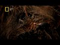 Deadly Spider Bite! Deadly Spider Bite!