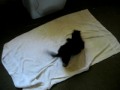 Bathed Dachshund
