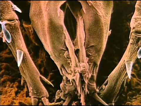 microscopic - This video allows us to see the organisms that inhabit the Unknown World through the use of microscopic observation and photography.